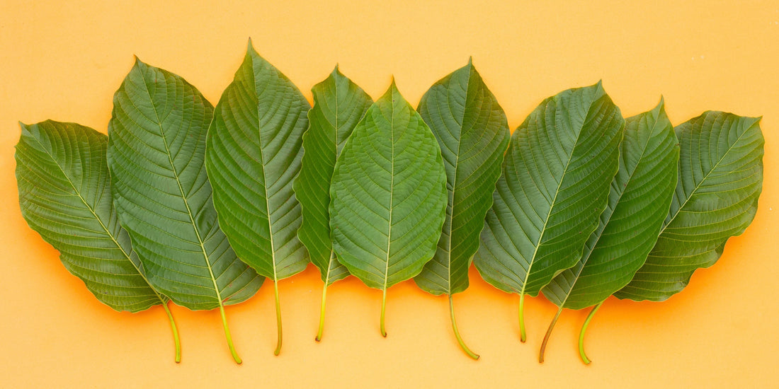 Red Vein Kratom: Complete Guide to Effects, Dosage & Best Strains in 2026